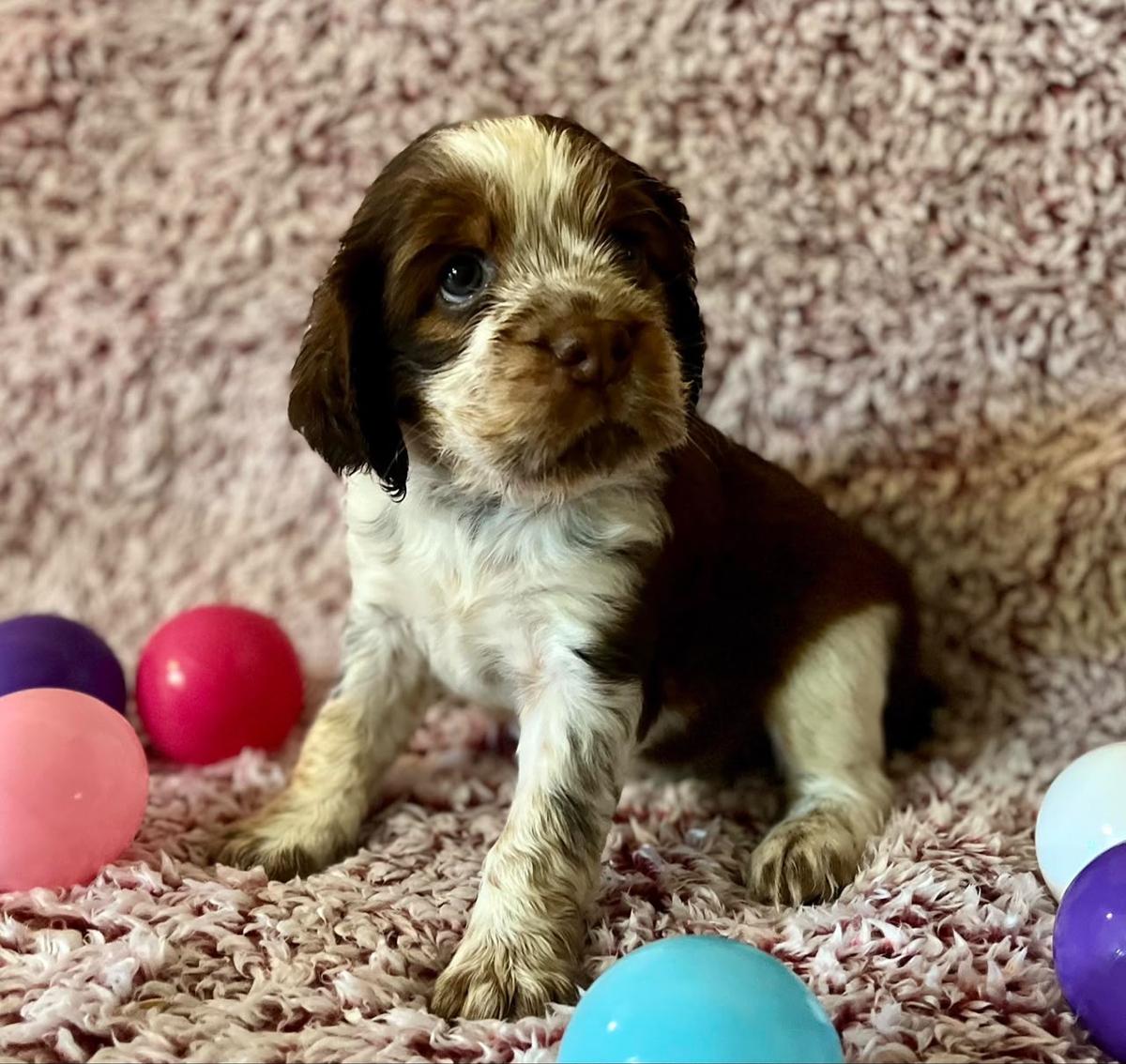 Hailey - Sweet Springer
