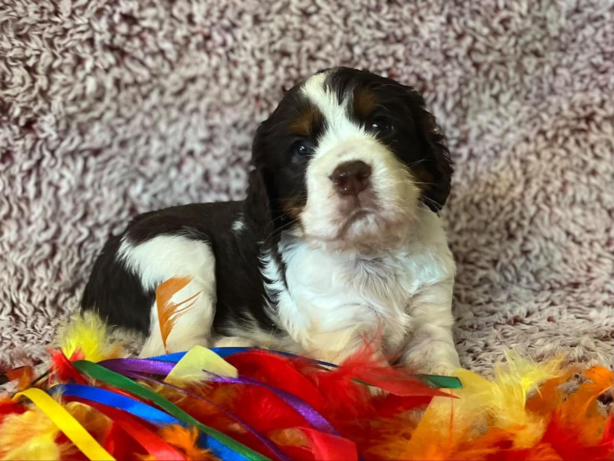 Harley - Sweet Springer