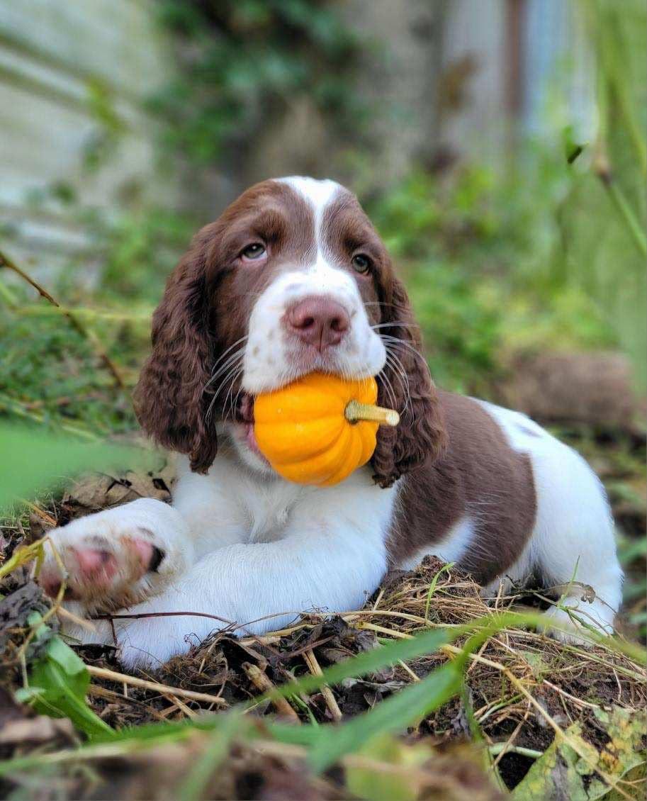Lena - Sweet Springer
