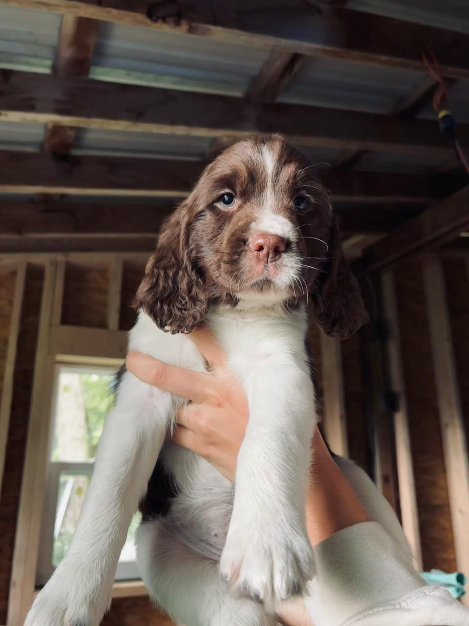 Luke - Sweet Springer