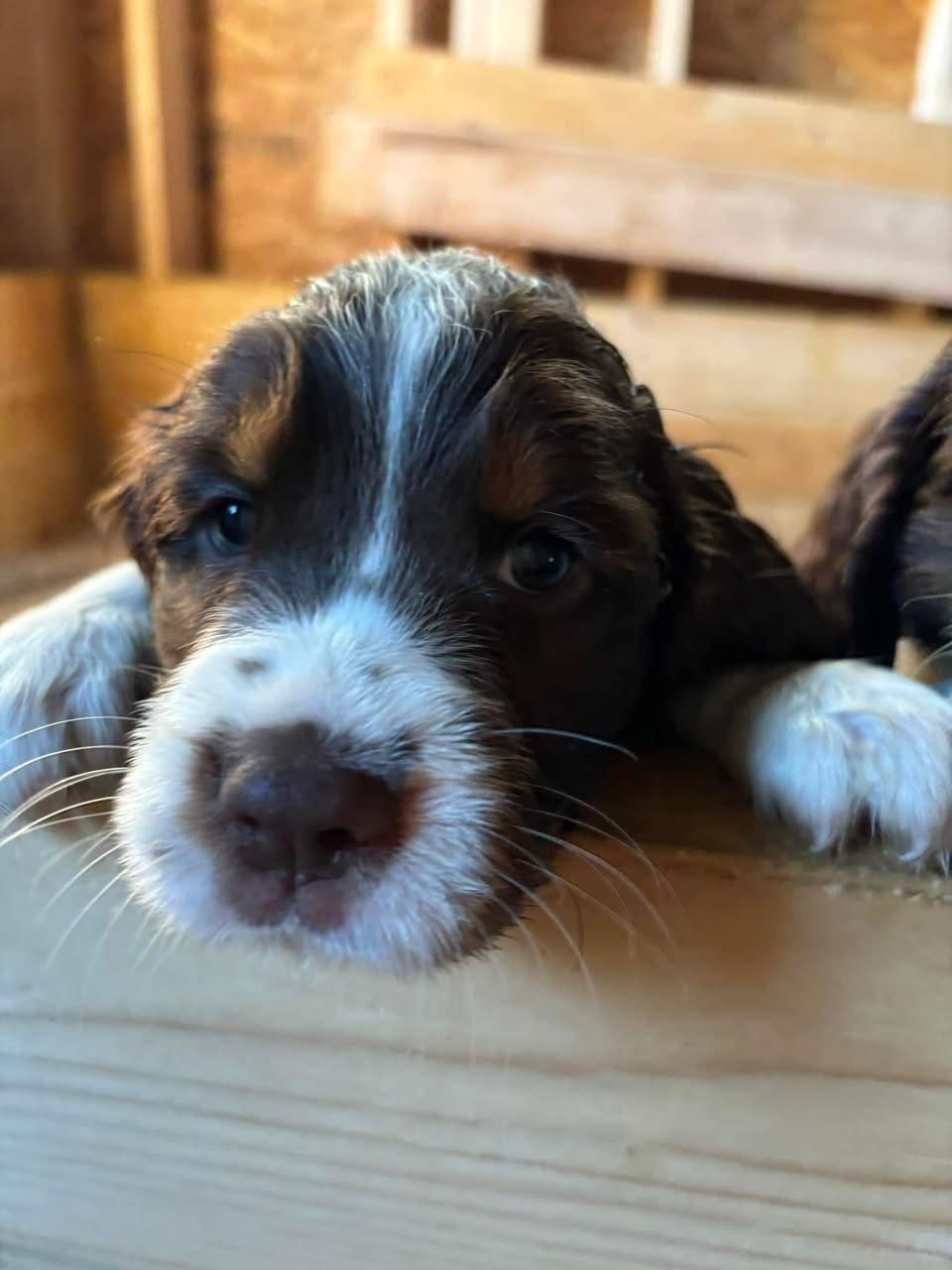 Mare - Sweet Springer