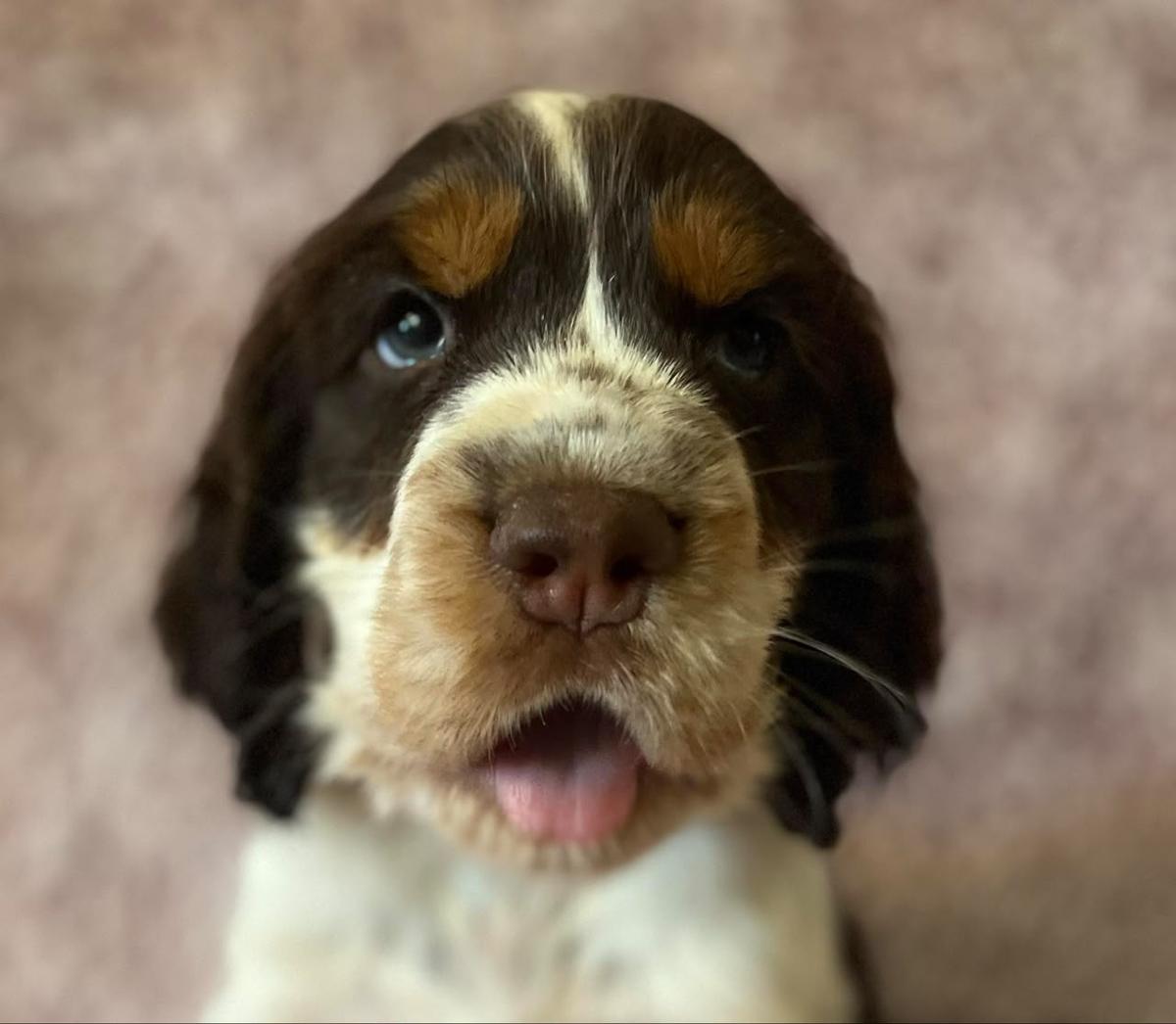 Prada - Sweet Springer