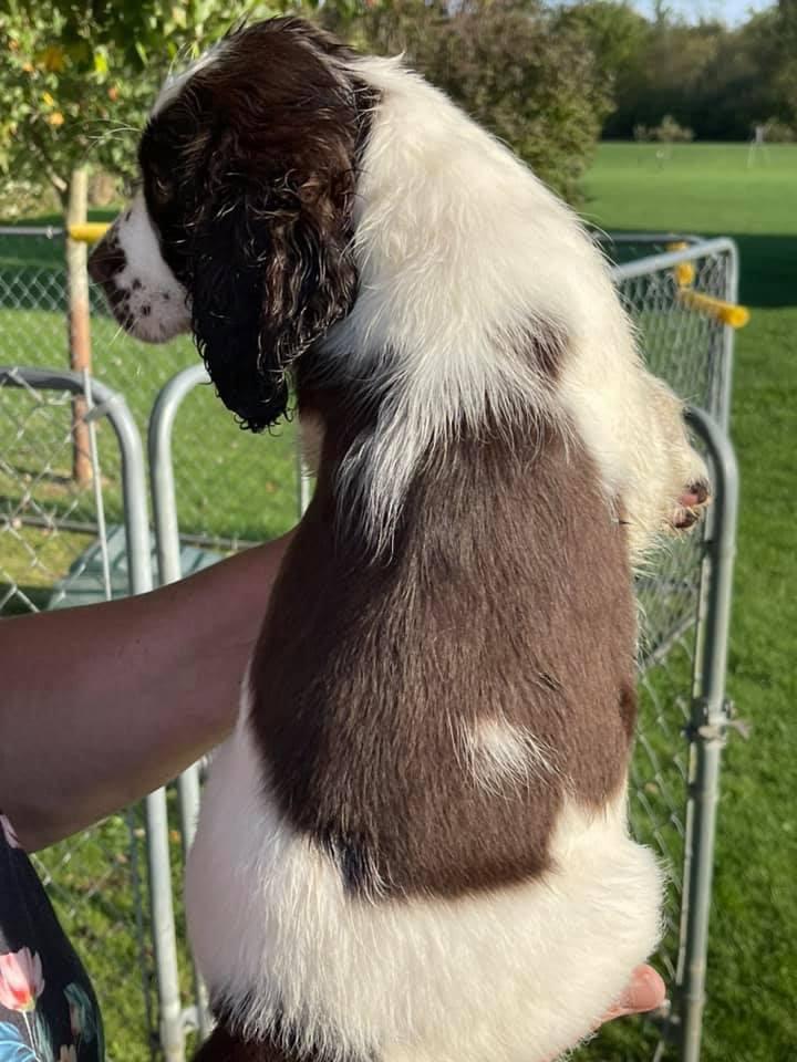 Scott - Sweet Springer