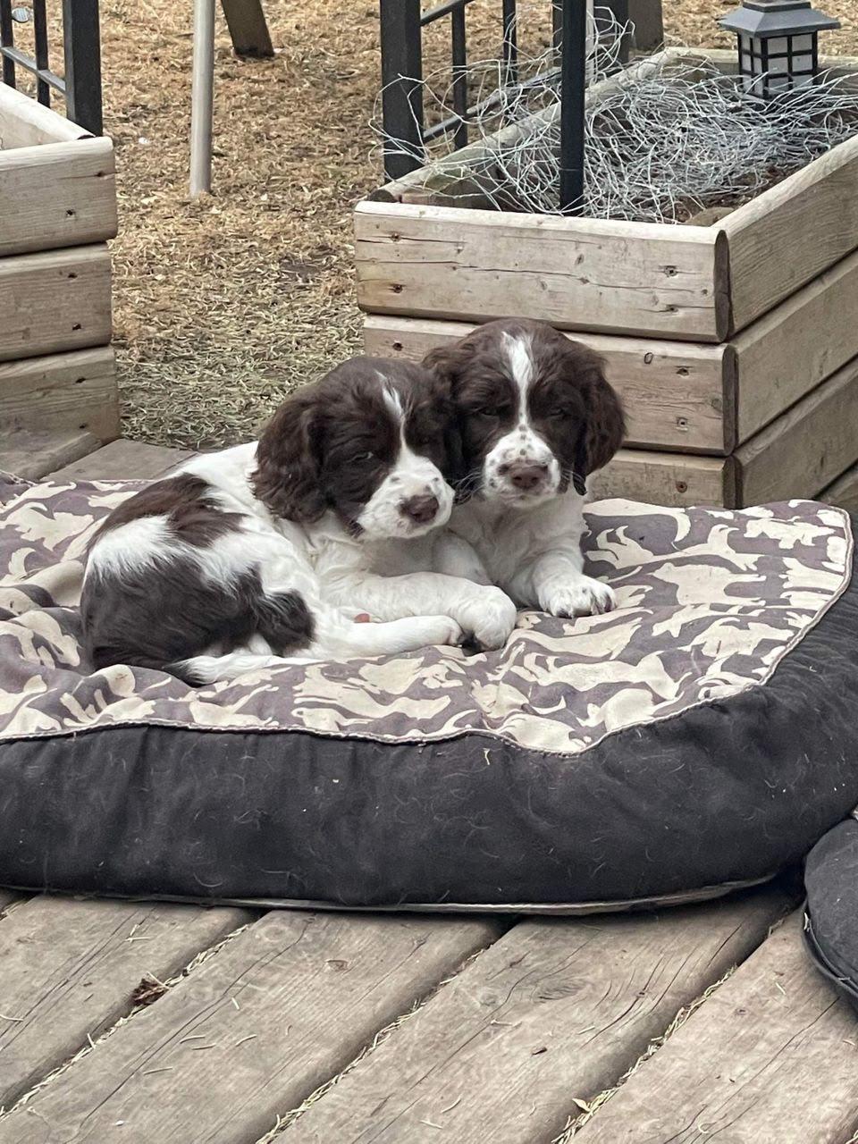English Springer Puppy